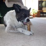 Maggie and her trachea chew