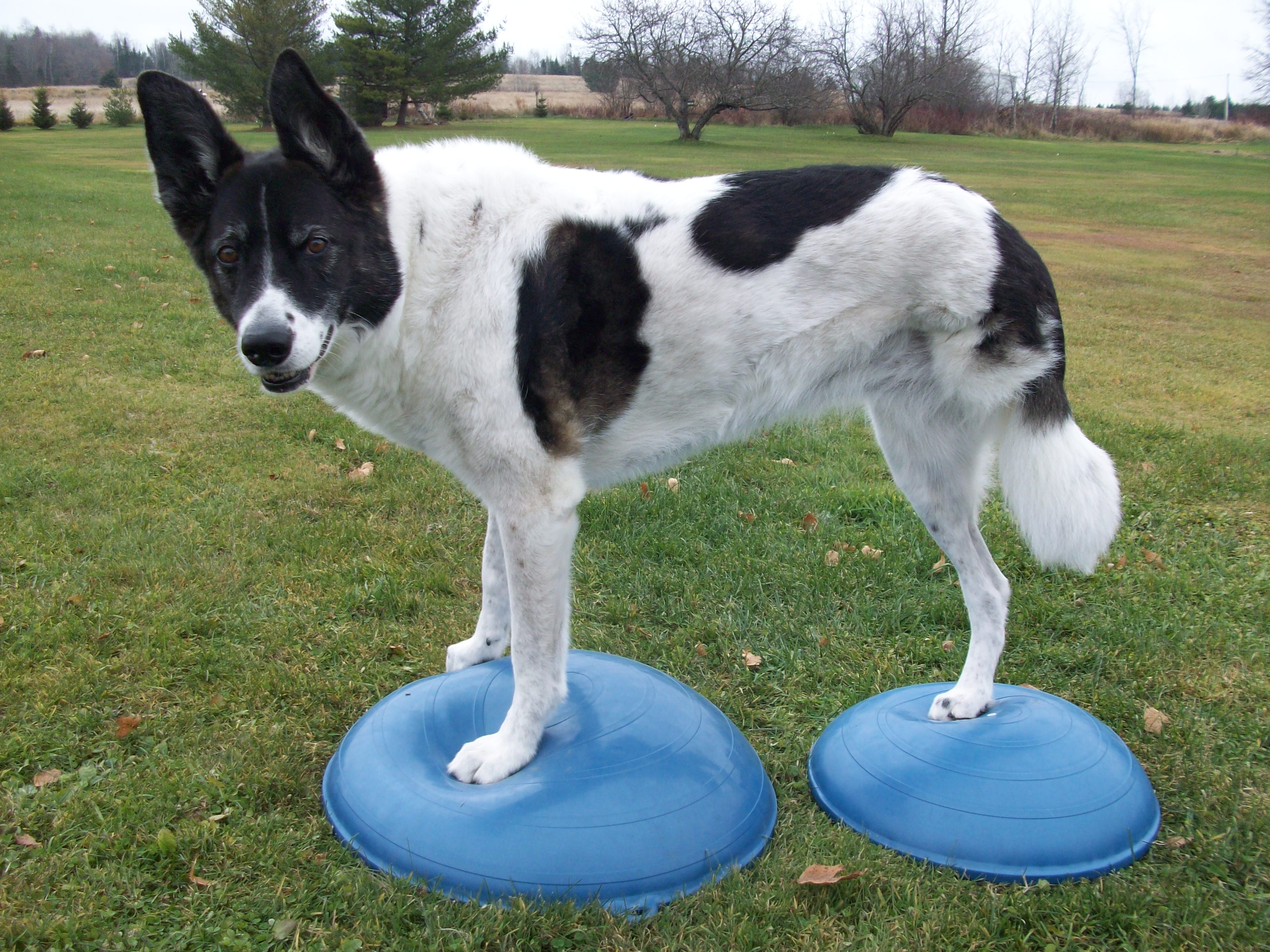 Tripawd Maggie Balance Exercise