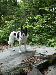 July 2012 - I helped her up on this rock although she WOULD try to jump up there!