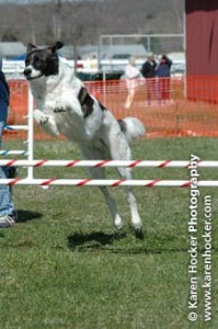 Maggie was a beautiful jumper!