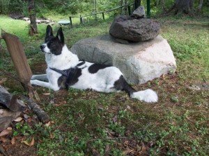 picture taken at my Dad's camp along the Umculcocus stream - Maggie was hunting squirrels :)