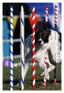 Maggie showing her agileness in the weave poles - September 2005 in Westfield, MA