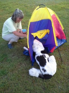 Um yeah, I couldn't get thru the tent window like I used to!  So just flopped down instead :)  