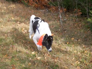 great smells in the field