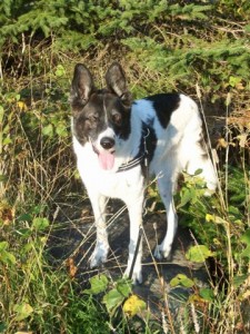 grass a bit long for this tripawd but Maggie managed...